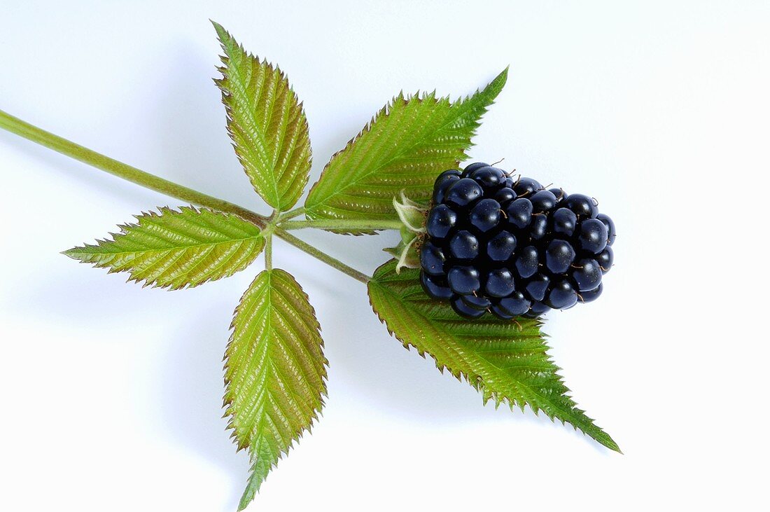Fresh blackberry, close-up