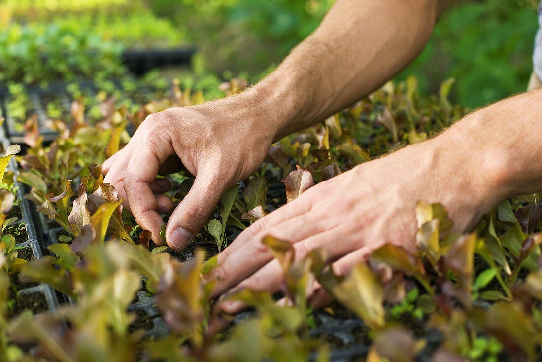 Gardener with young lettuce plants