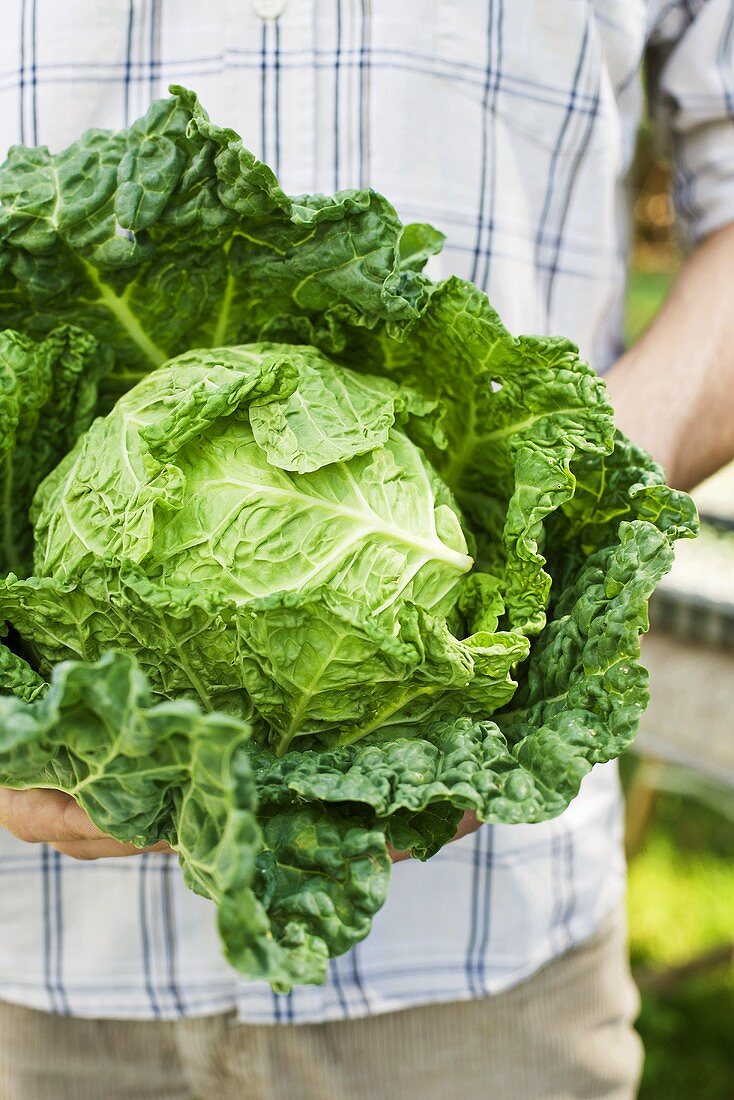 Man holding fresh savoy cabbage (out of doors)