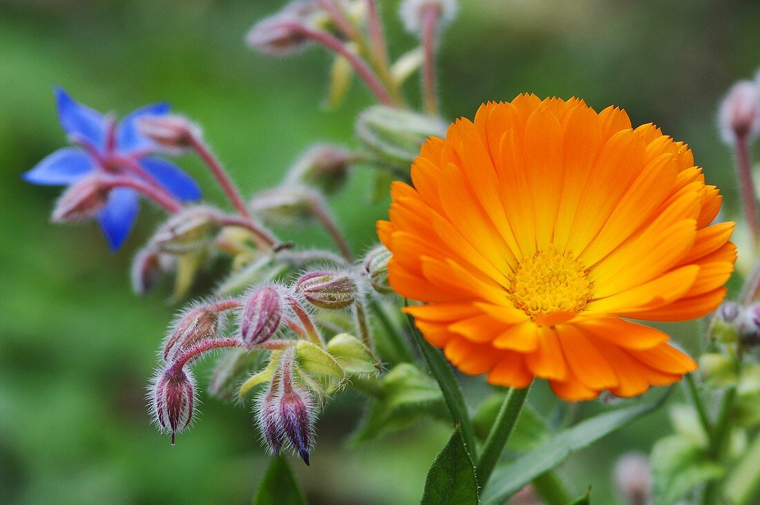 Ringelblume und Borretsch