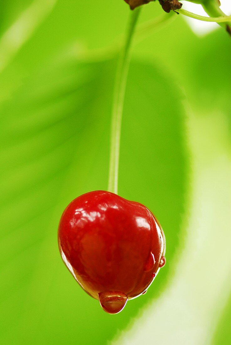 Cherry on tree, close-up