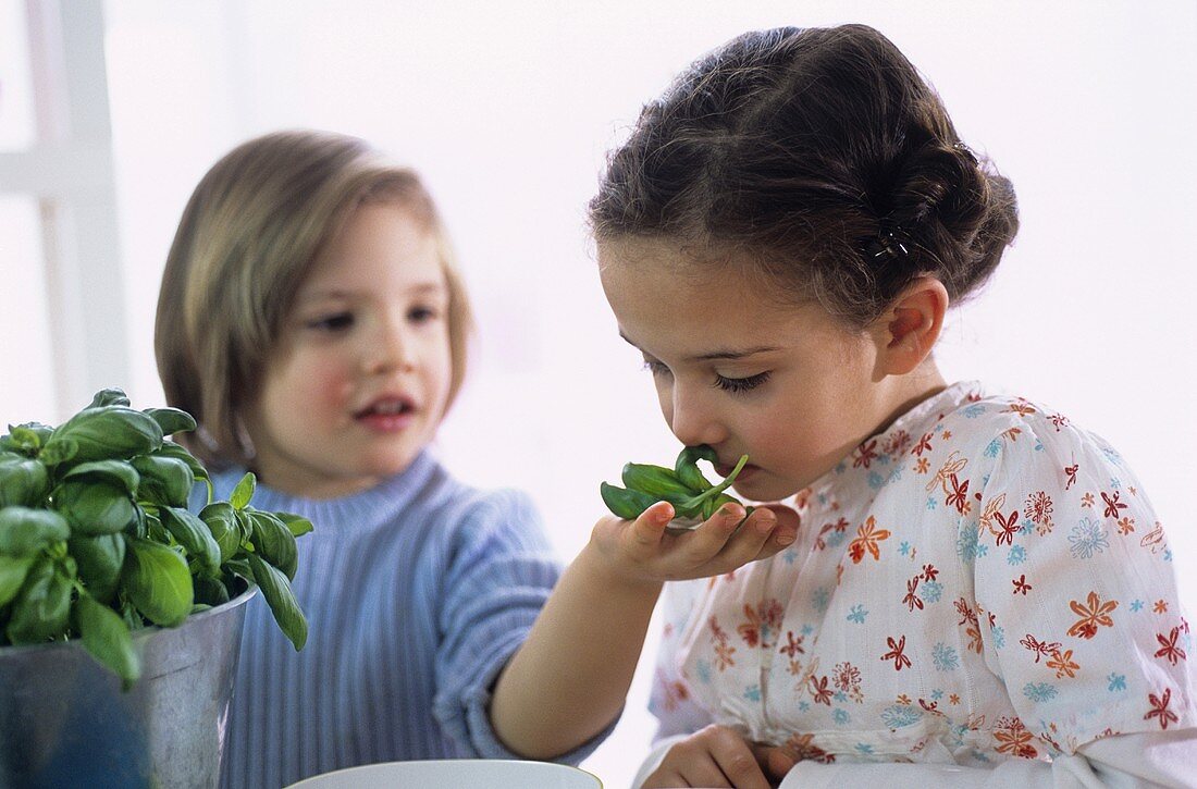 Zwei Kinder mit frischem Basilikum in der Küche