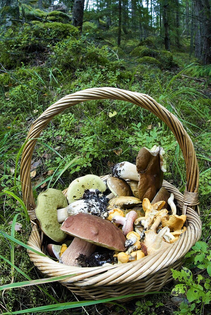 Basket of mixed mushrooms in forest