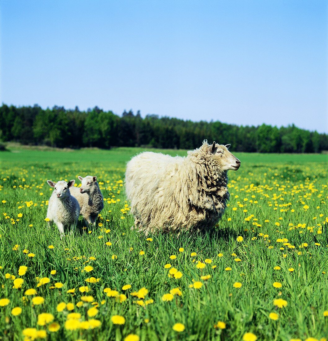 Schaf mit zwei Lämmer