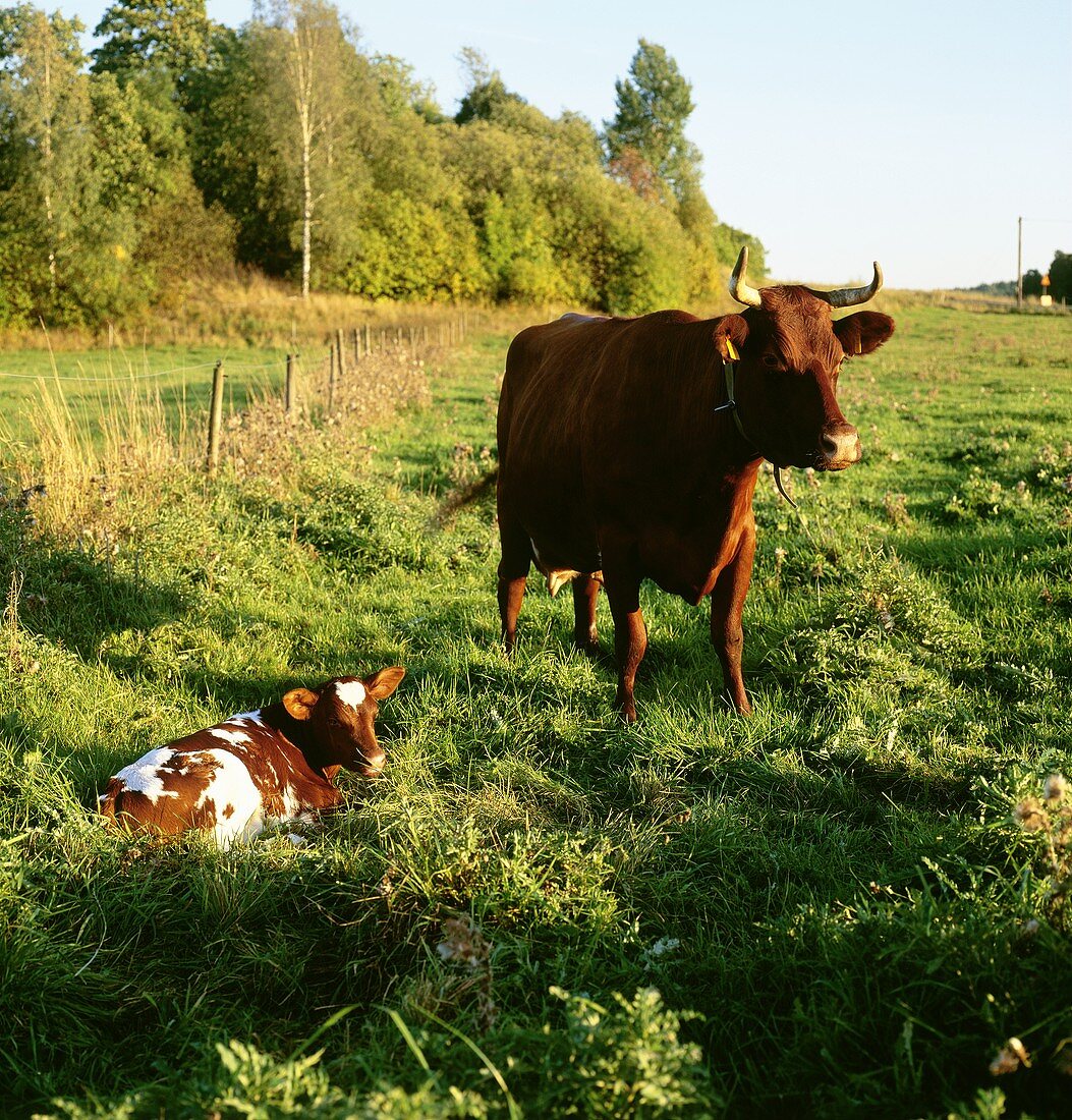 Cow and calf in pasture