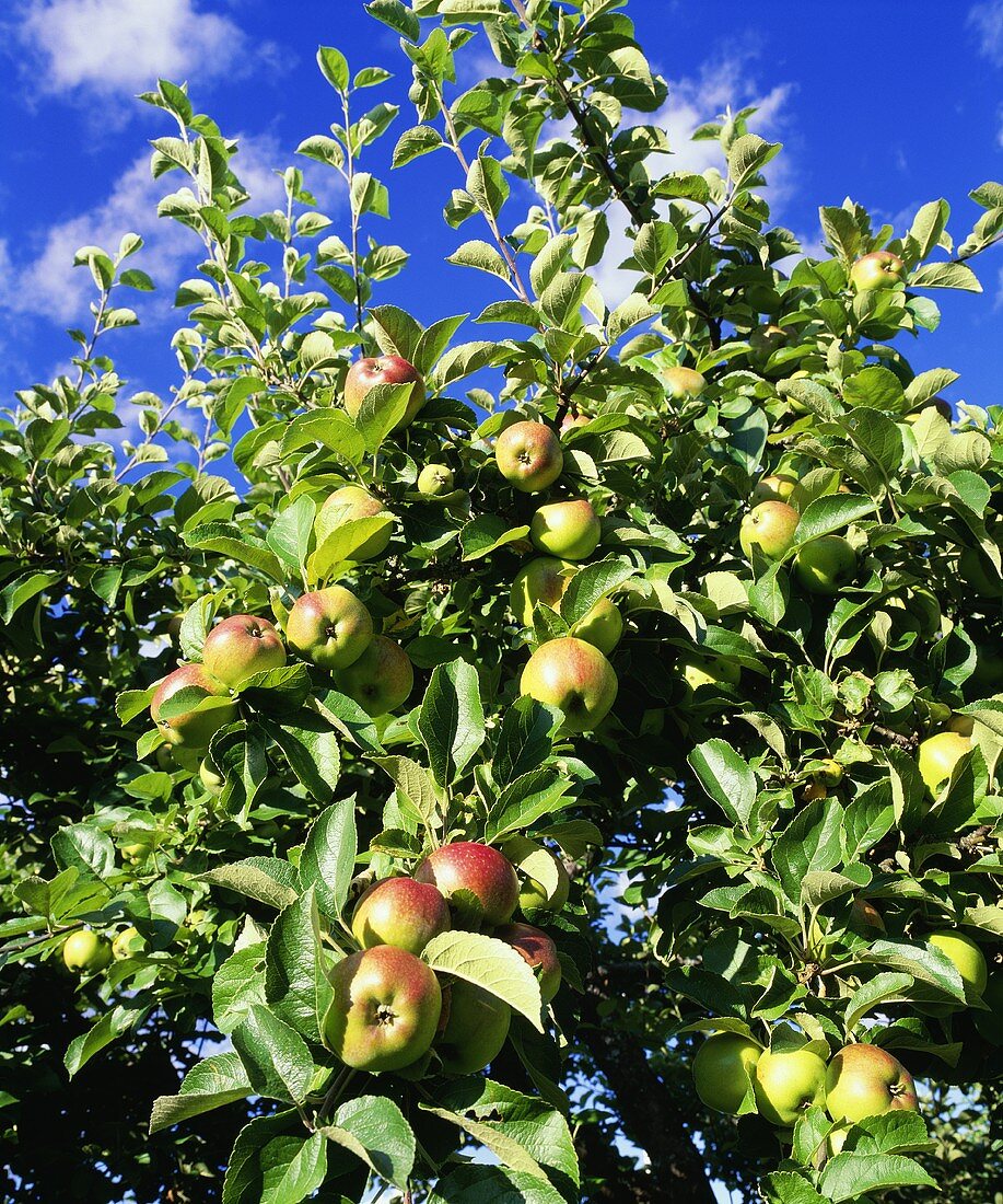 Apple on the tree