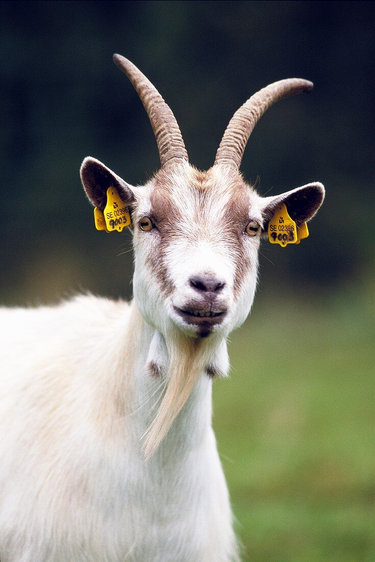 Jämtland goat