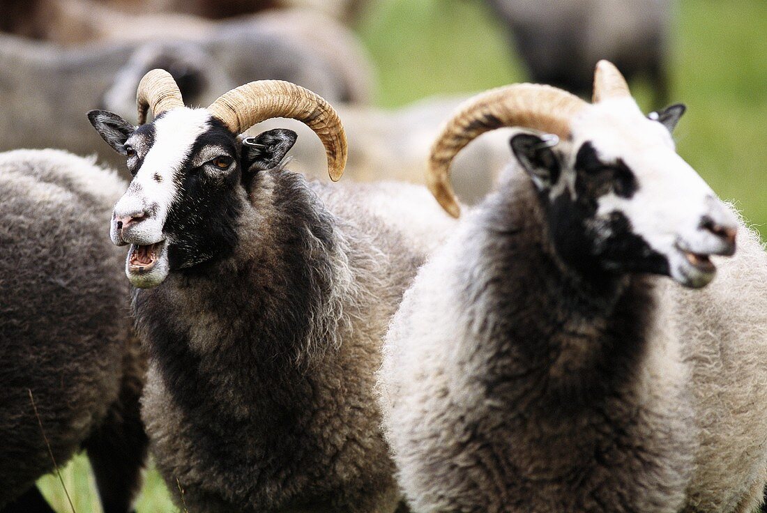 Schafe aus Gotland (Schweden)