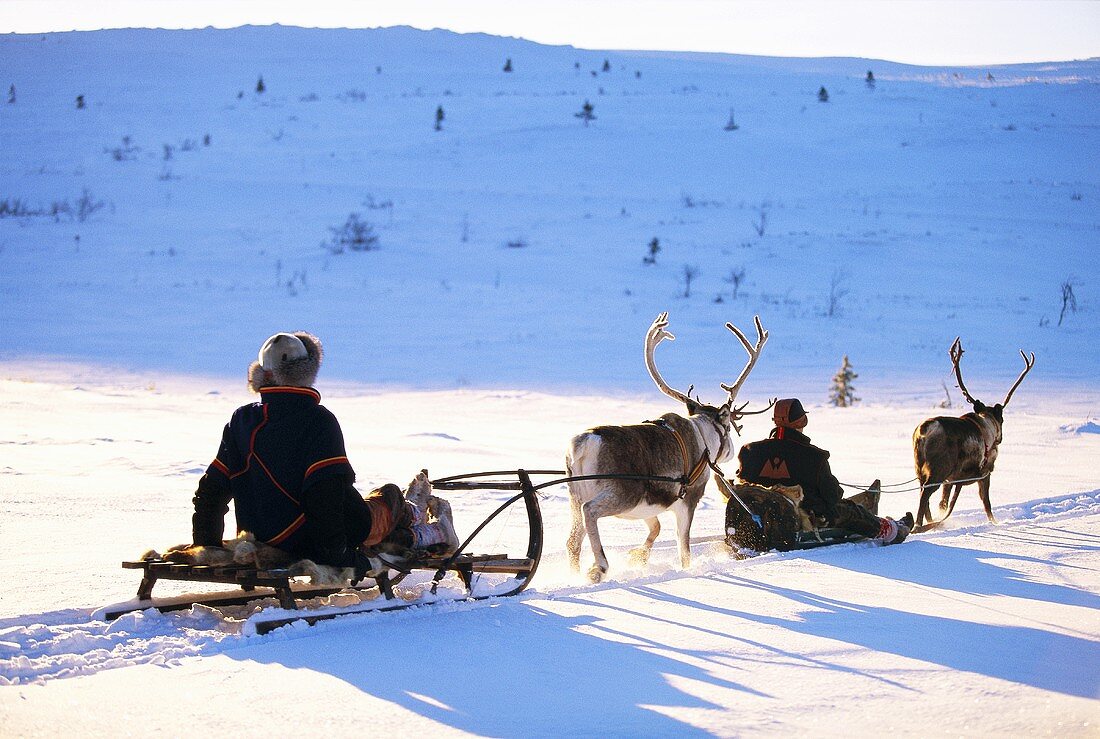 Two reindeer sleighs – License image – 995718 Image Professionals