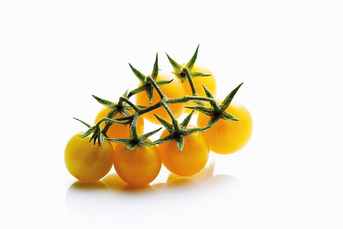 Yellow tomatoes on the vine