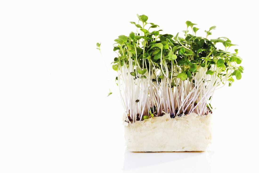 Daikon cress