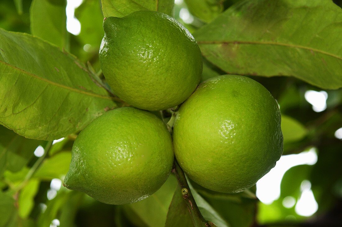 Limes on the tree