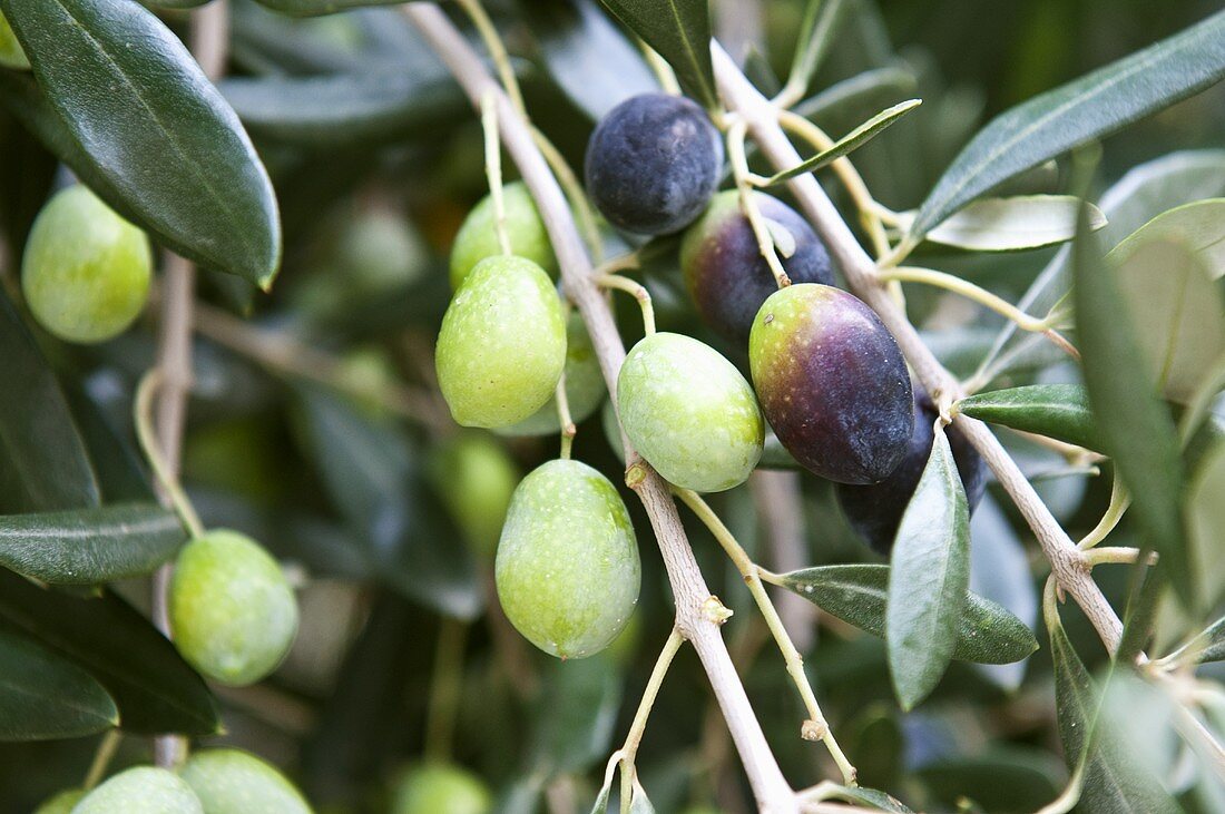 Oliven am Baum (Nahaufnahme)
