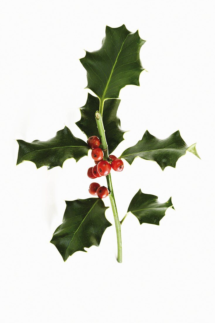 Sprig of holly with berries