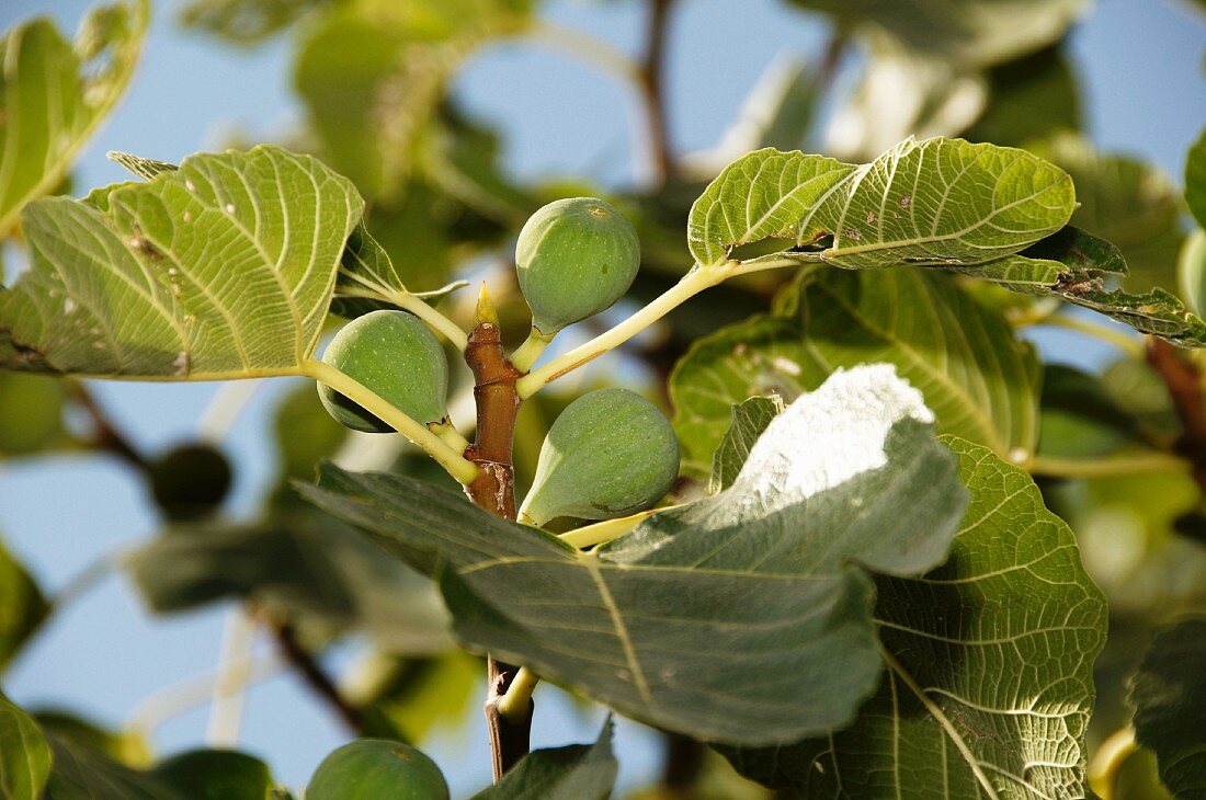 Feigen am Baum