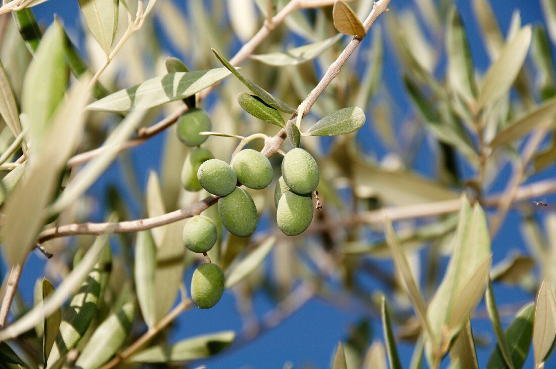 Green olives on the tree