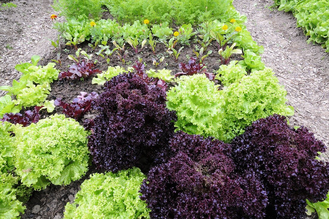 Verschiedene Salate im Gemüsebeet
