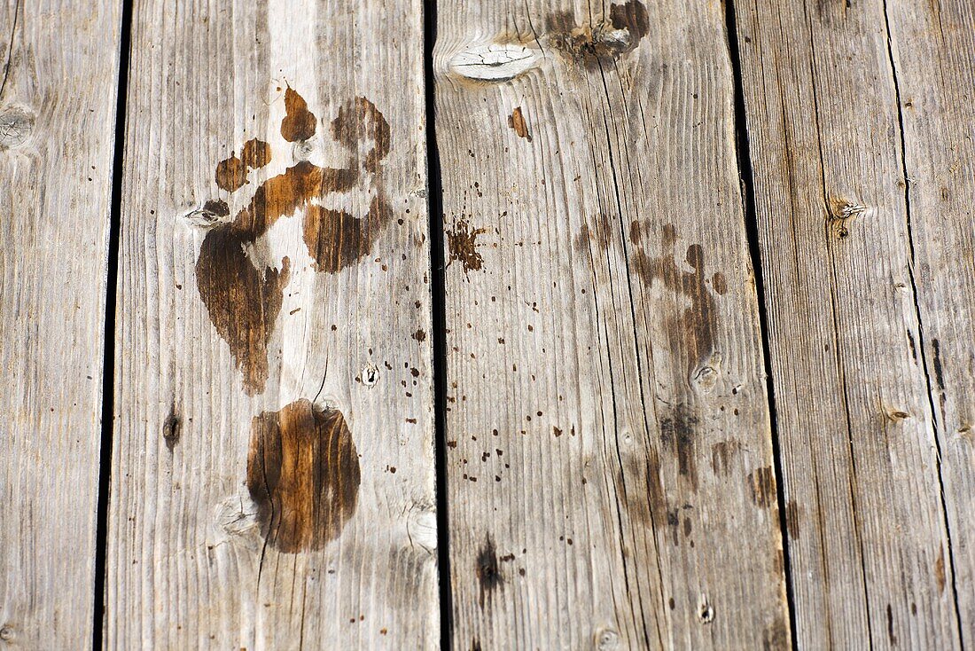 Wet footprints on wood