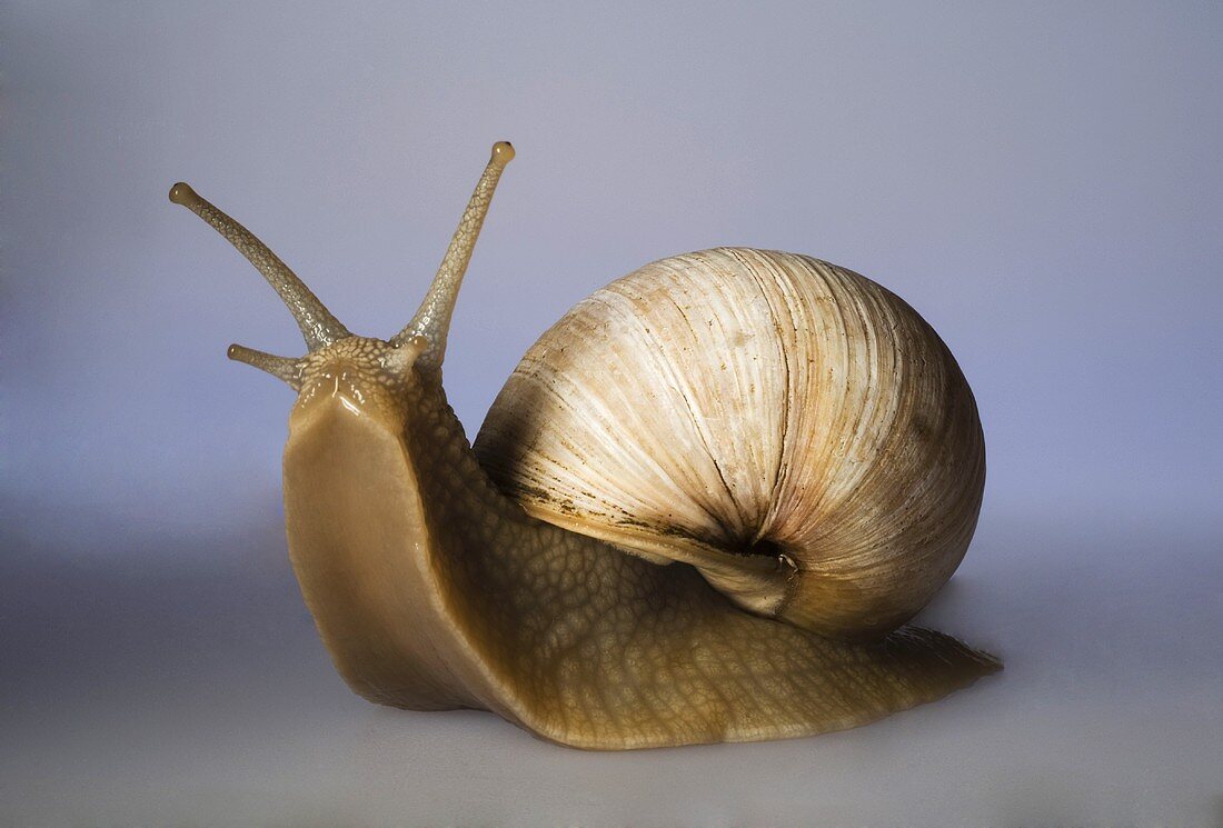 An edible snail