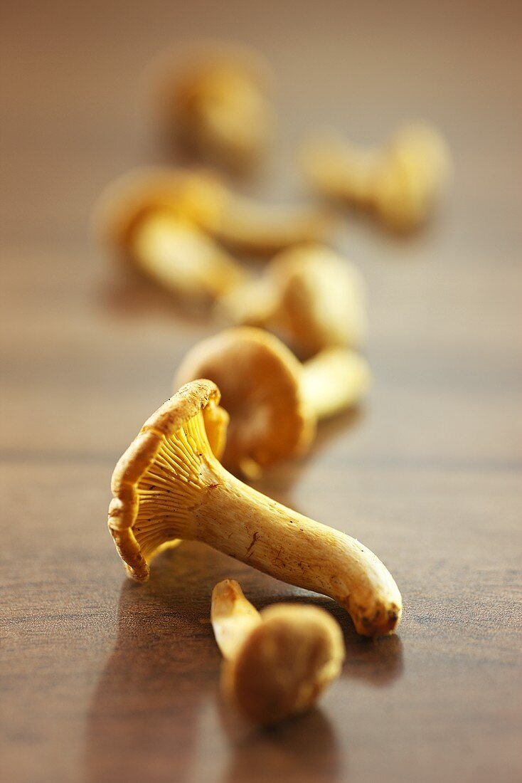 Chanterelles in a row