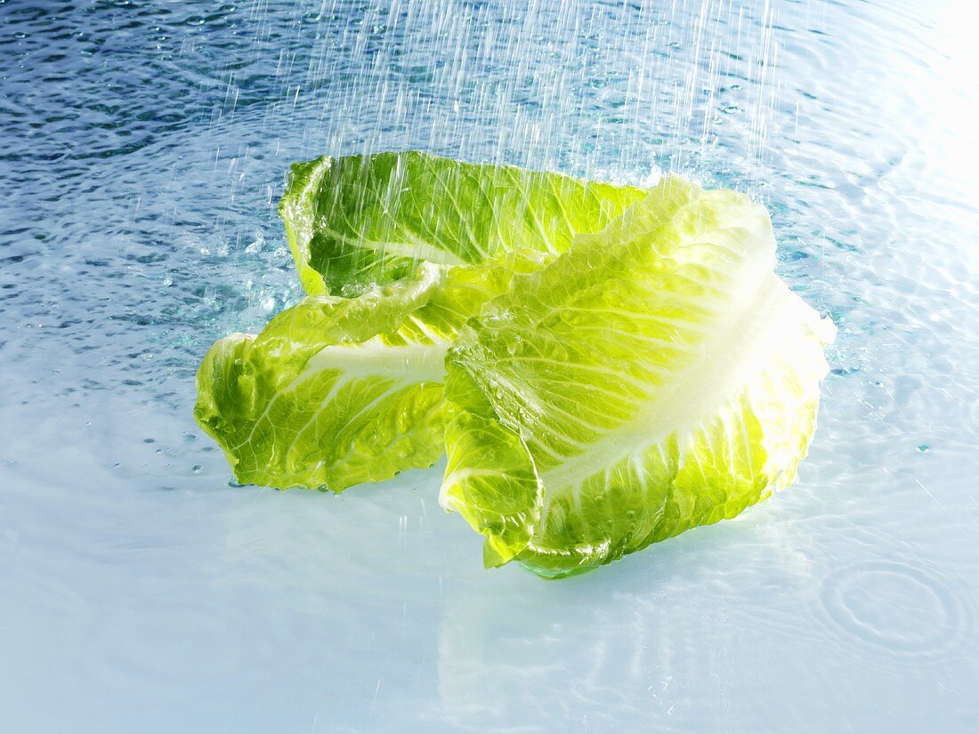 Romaine lettuce with water