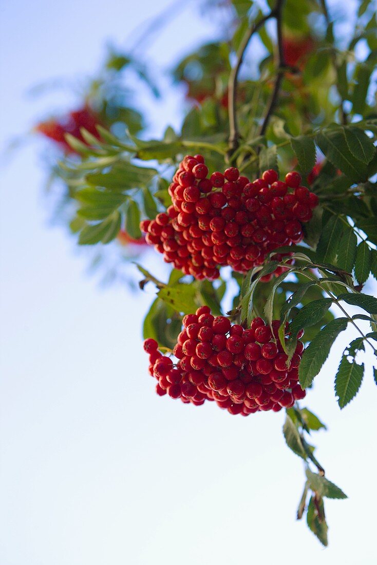 Rowan berries on the tree