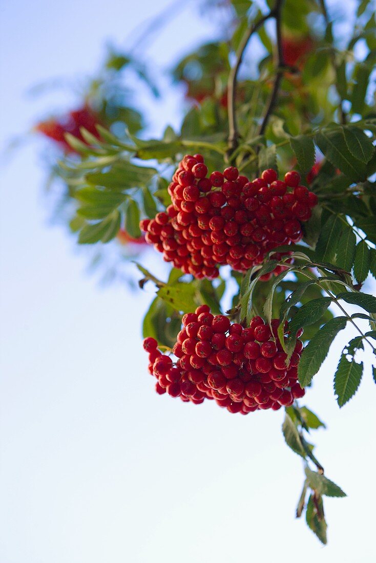 Vogelbeeren am Baum