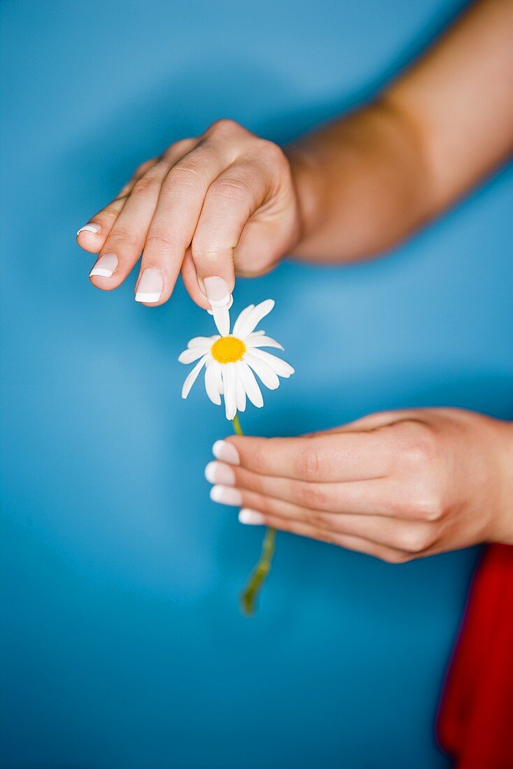Hands picking the petals from a marguerite