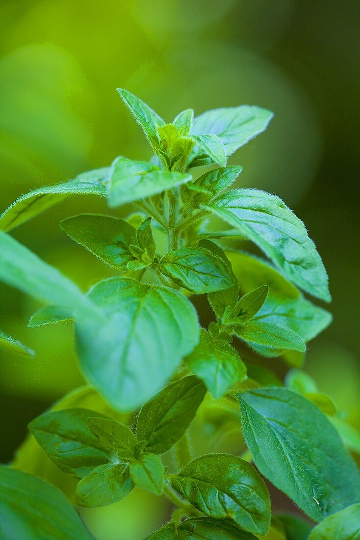 Oregano wächst im Garten