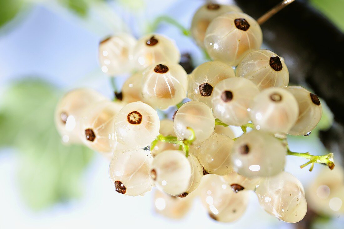 White currants (close-up)