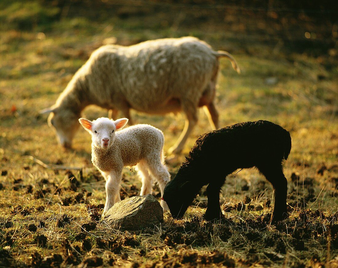 Lämmer und ein Schaf auf einer Wiese in Schweden