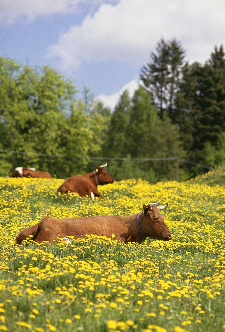 Cows lying in a wild flower meadow in Sweden