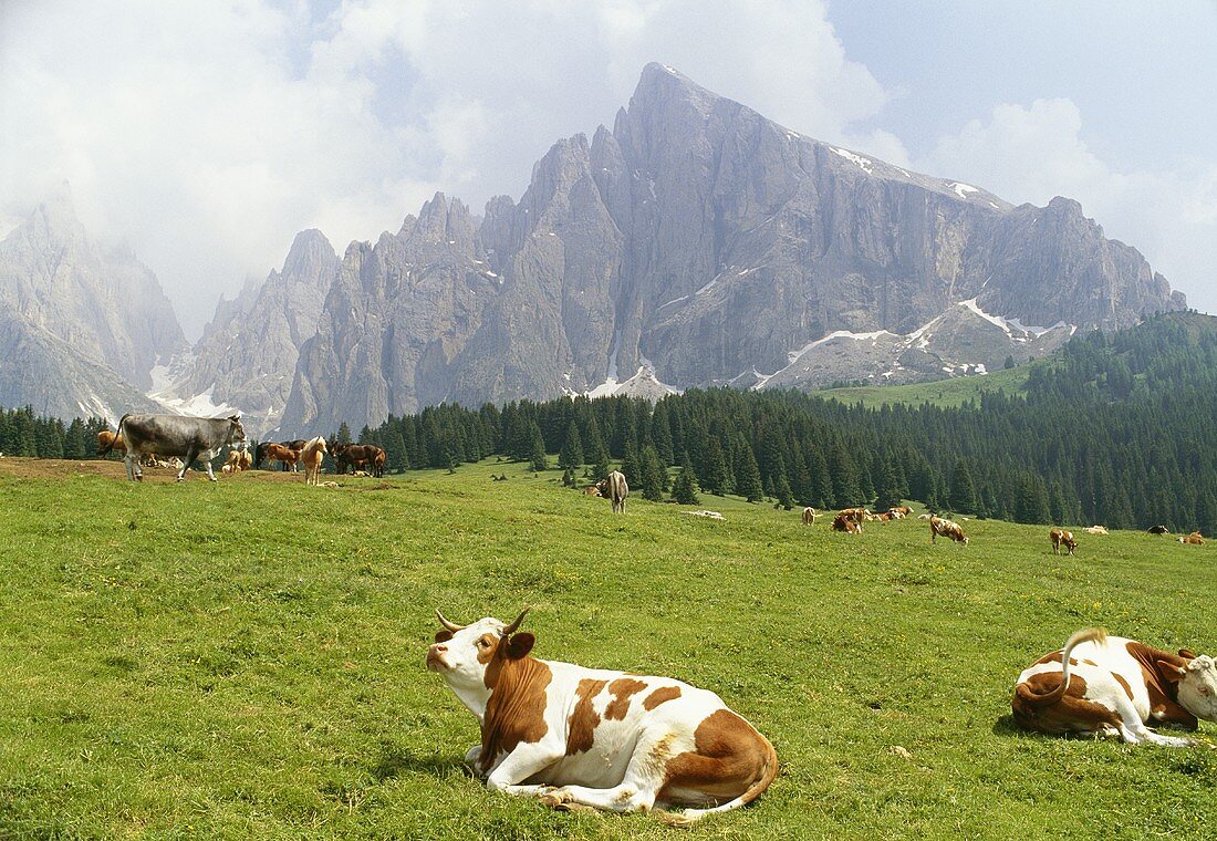 Kühe auf einer Weide in den Dolomiten