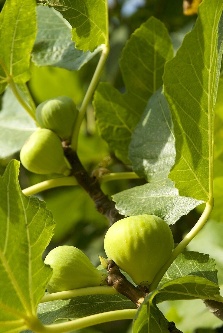 Feigen am Baum (Nahaufnahme)