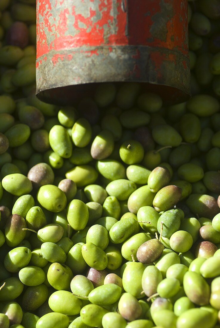 Many green olives