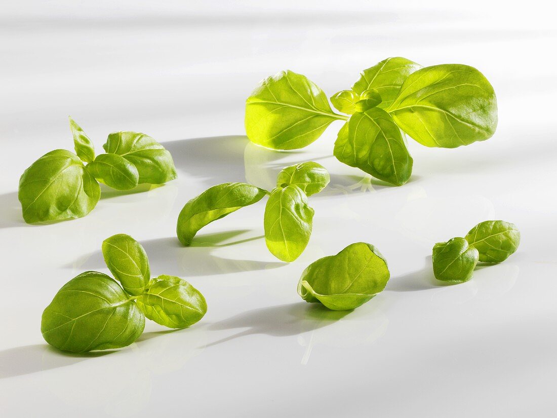 Basil leaves