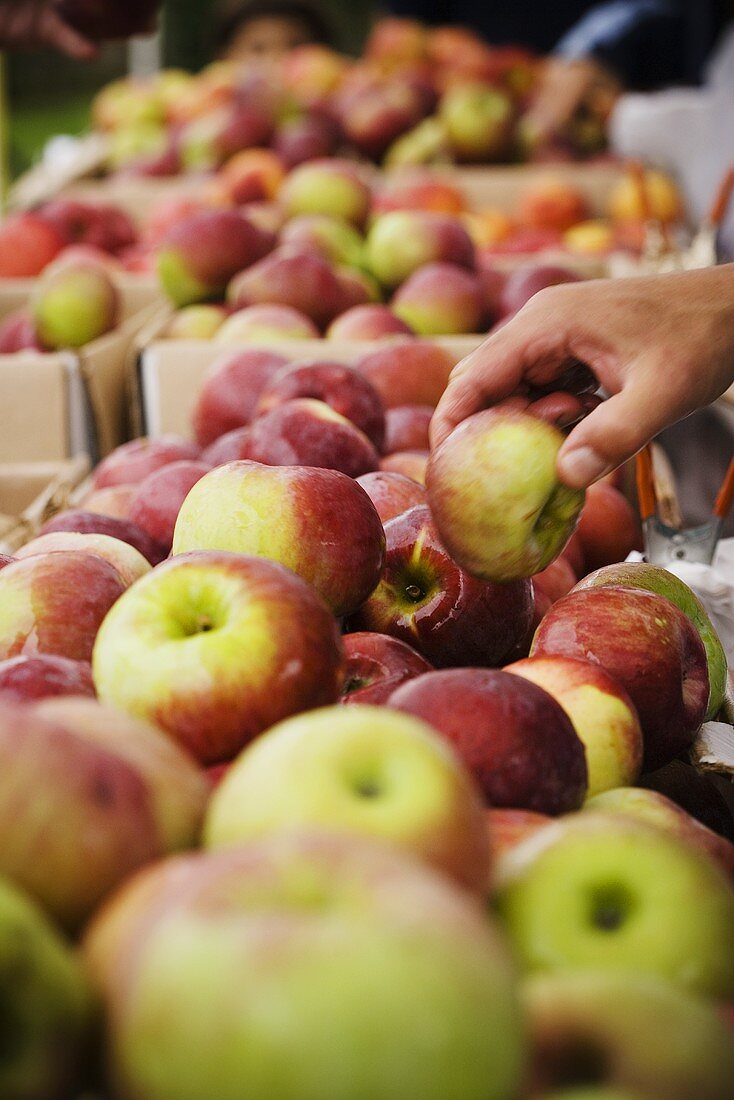 Hand nimmt Apfel aus Steige auf dem Markt