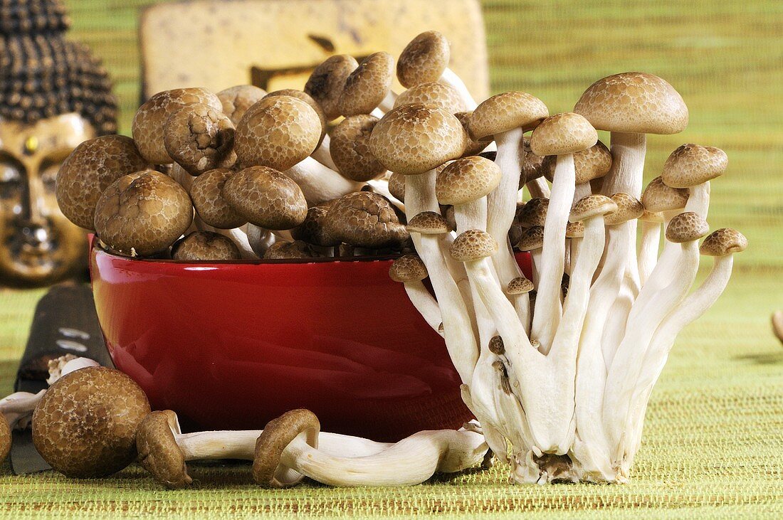 Brown beech mushrooms (Buna-shimeji)