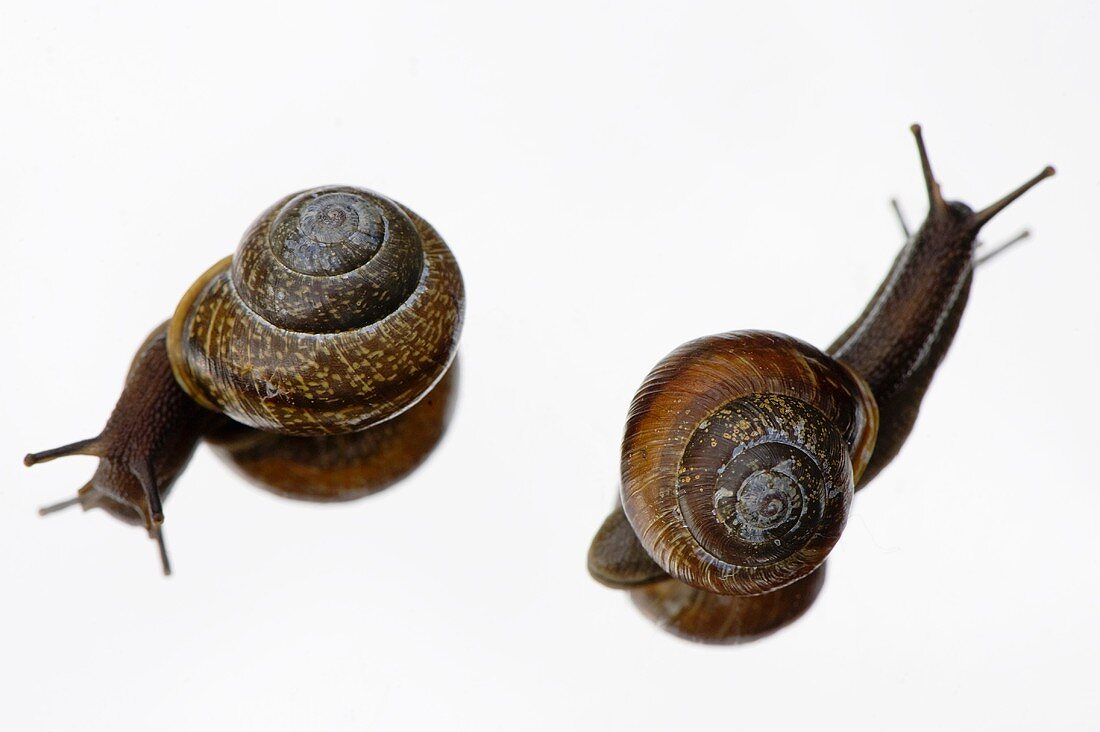 Two snails on a mirror