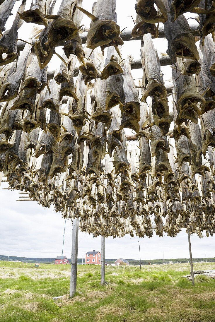 Fish hanging up to dry