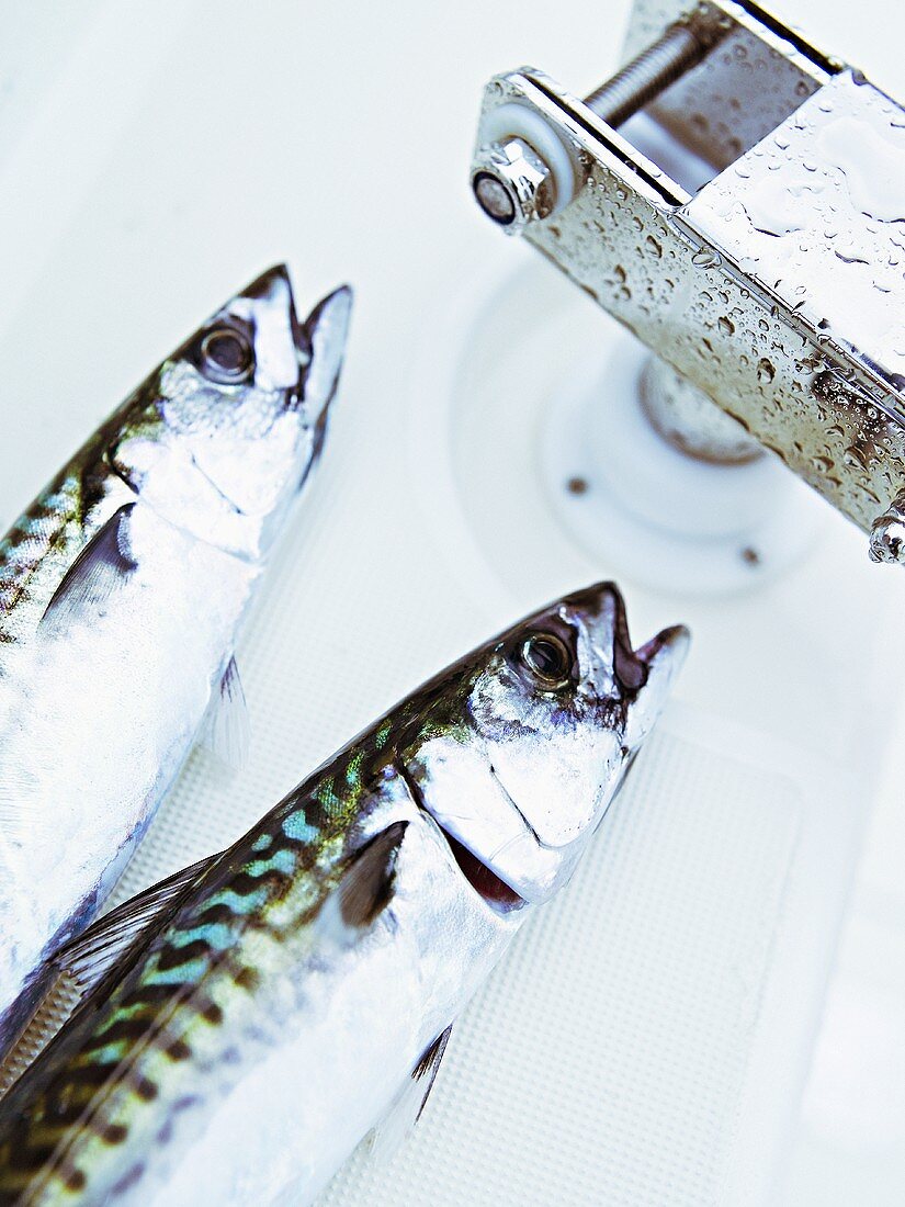 Fresh mackerel on boat (close-up)