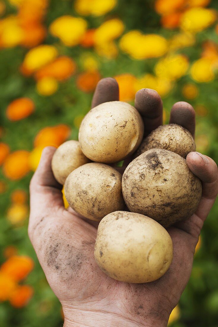 Hand holding freshly dug potatoes