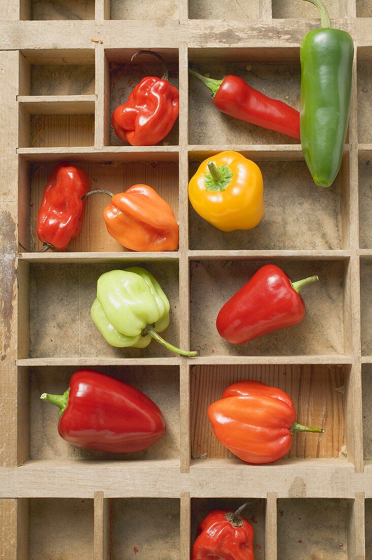 Various peppers and chillies in type case