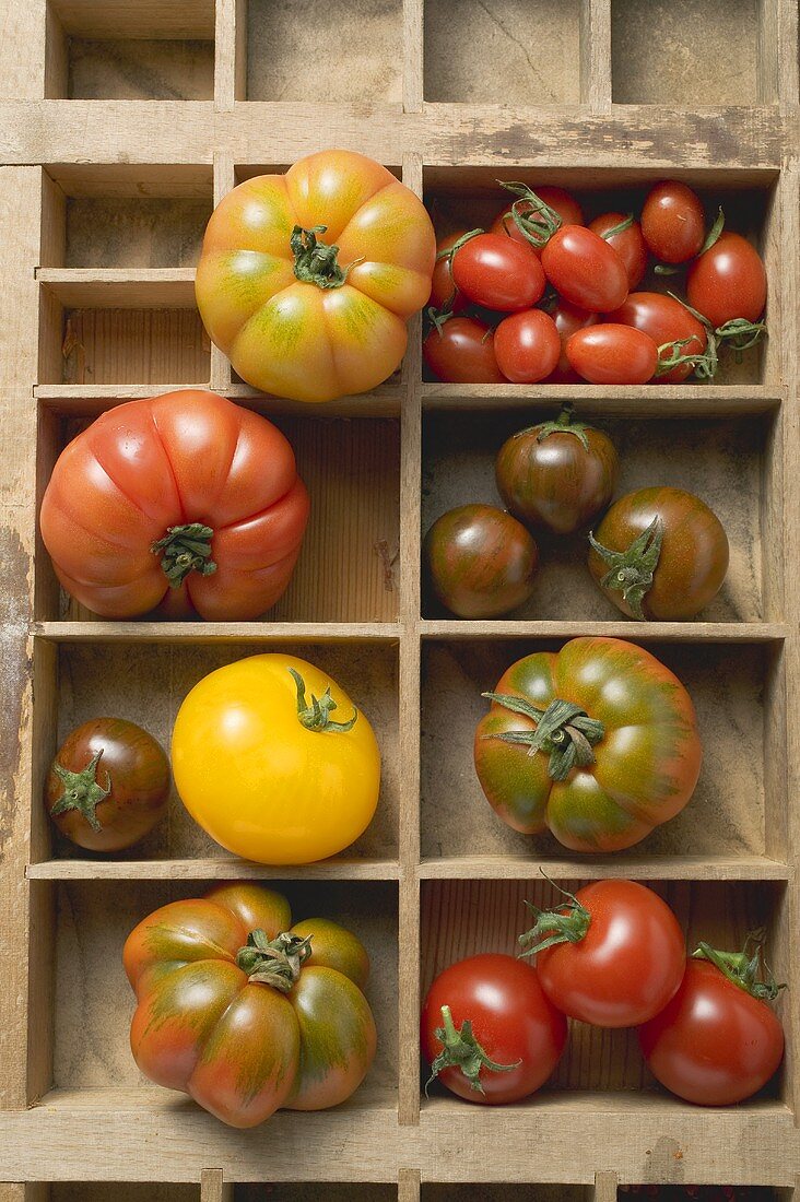 Various types of tomatoes in type case