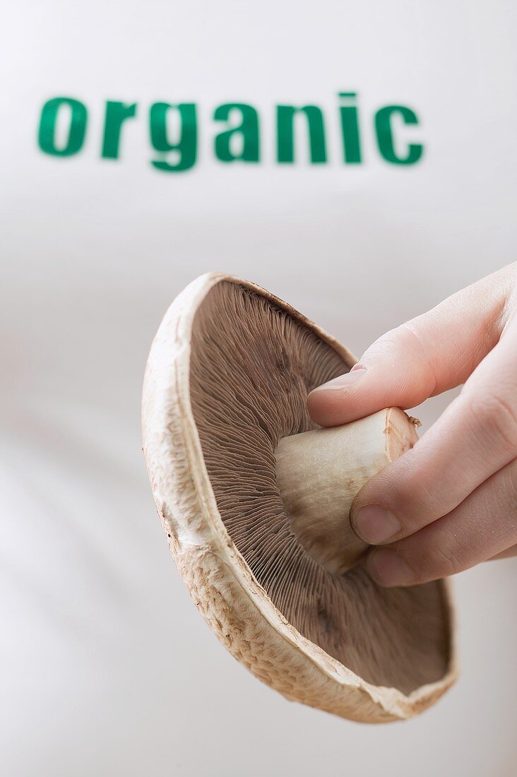 Woman holding a fresh field mushroom