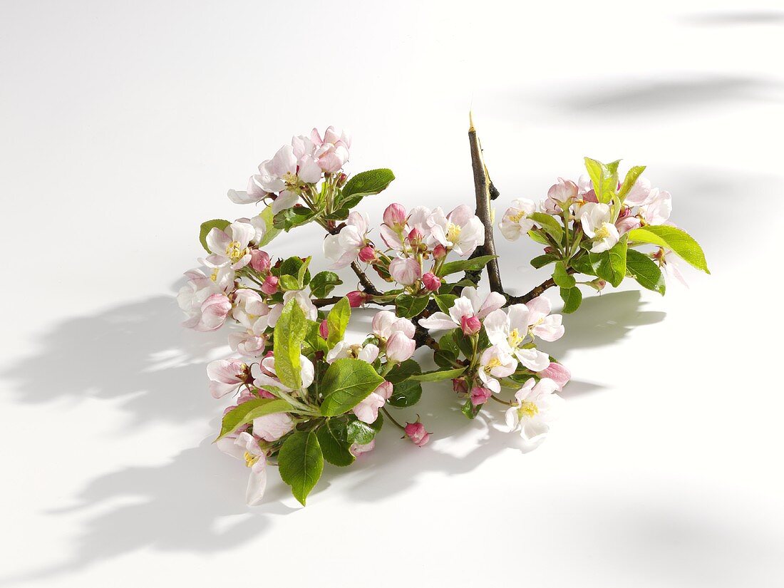 Apple blossom on branch