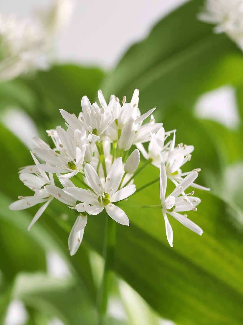 Ramsons (wild garlic) flower