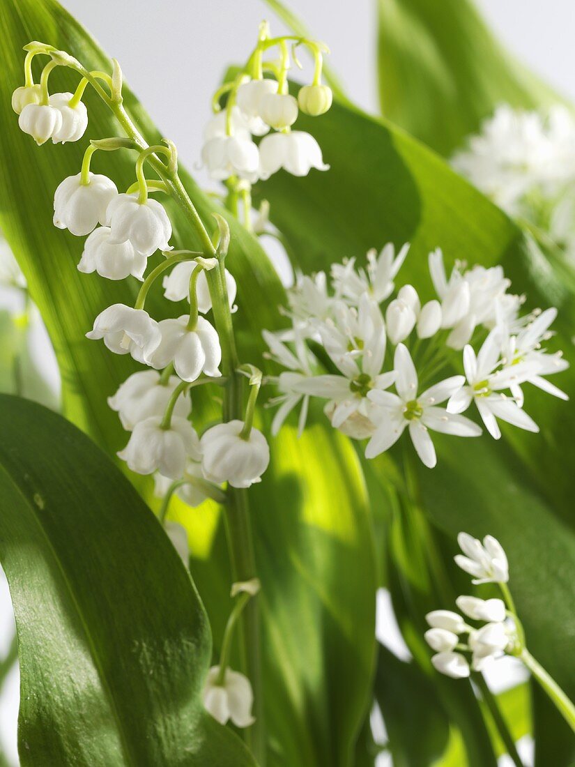 Ramsons and lily of the valley, flowering