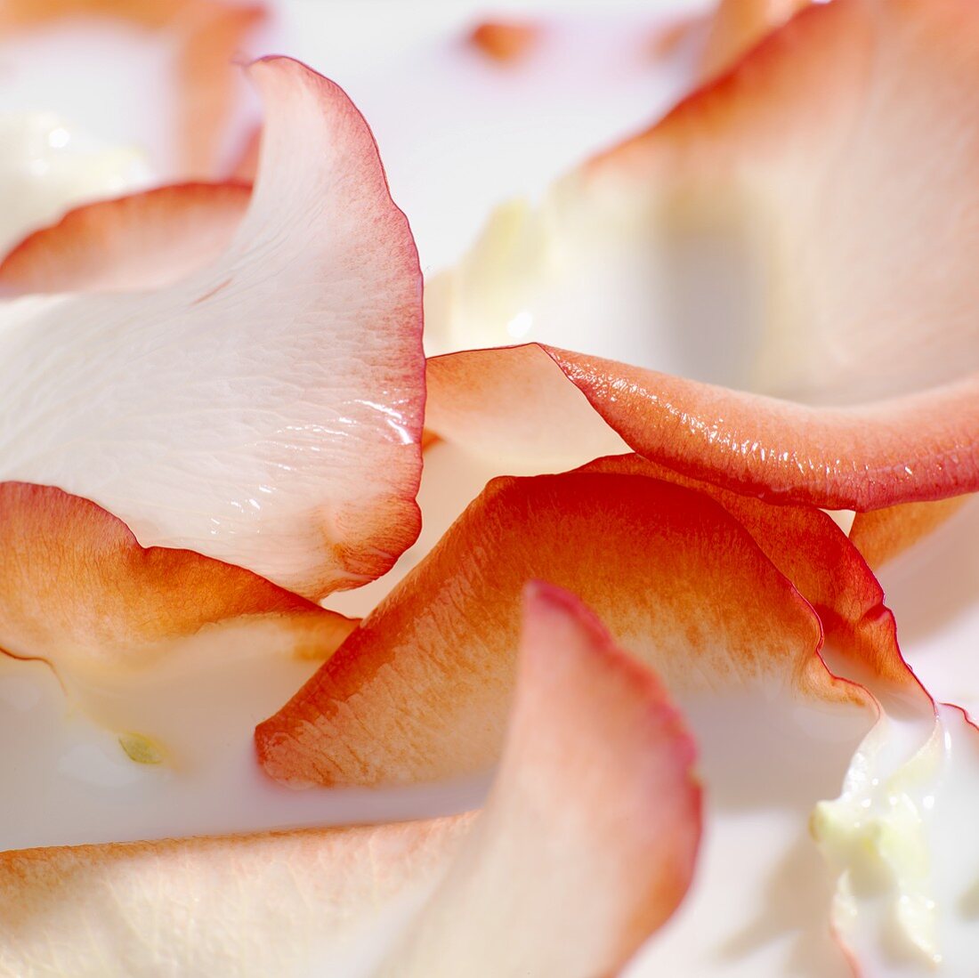 Rose petal milk bath (detail)