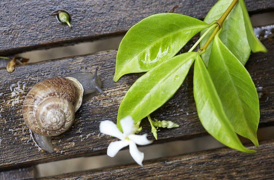 Snail and sprig of jasmine with flower